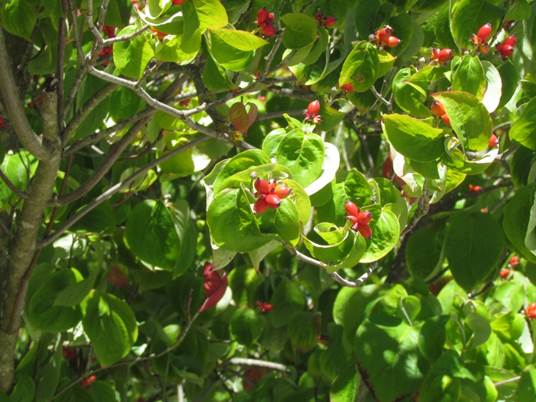 Descripción: D:\flores x genero\Ornamentales varias\Ornamentales\Angio-Dic-A-c\cornus\Cornus mas (7).JPG